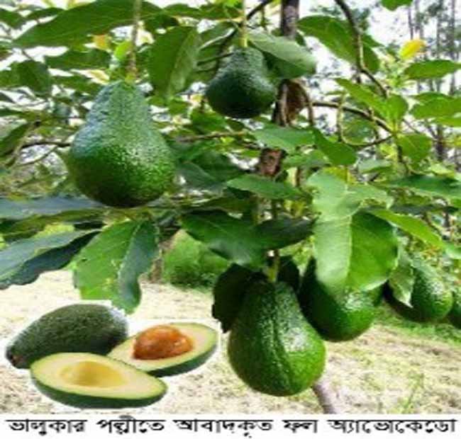 ভালুকার পল্লীতে আমেরিকান ফল অ্যাভোকেডো